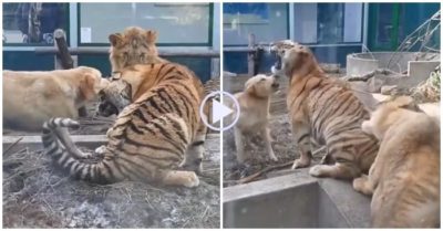 Video: Chó can ngăn hổ và sư tử đánh nhau