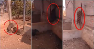 Clip: Lợn con nhảy tường đi chơi cùng bạn