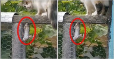 Clip: Chuột suýt ngất khi trốn mèo