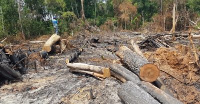 Một tháng phát hiện gần 500 ha rừng Đắk Lắk bị phá