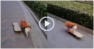 Video: Cún cưng trượt ván điêu nghệ trên phố