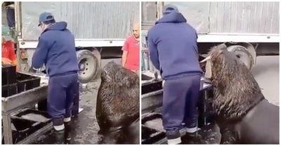Video: Sư tử biển dùng tuyệt chiêu để ‘không làm mà vẫn có ăn’