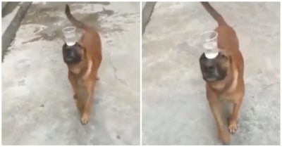 Video: Chó cưng giữ thăng bằng điêu luyện