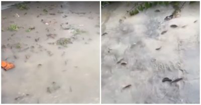 Video: Cá rô đua nhau lên bờ sau mưa lớn