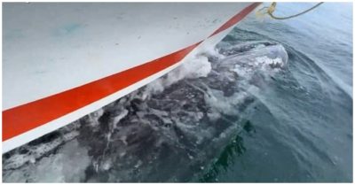 Video: Cá voi xám làm xe ôm chở khách đi dạo