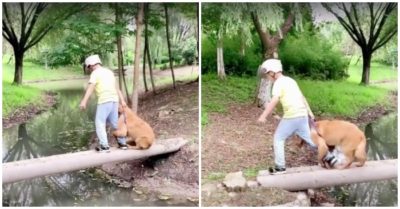 Video: Chó cưng nhát gan ôm chặt chân chủ khi qua cầu