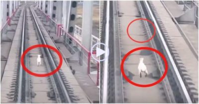Clip: Thỏ chạy marathon để tránh đoàn tàu