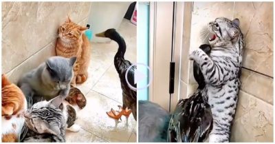 Video: Vịt ‘hổ báo’ đi gây sự với đàn mèo
