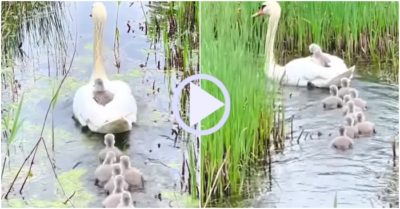 Video dễ thương: Hình ảnh con út trong gia đình