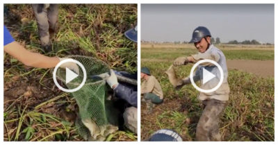 Video: Trai làng ‘trúng đậm’ khi bắt chuột đồng