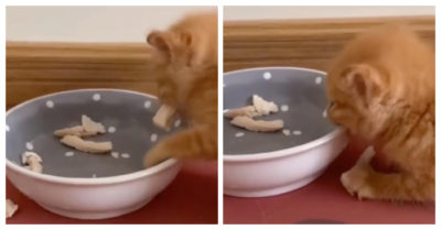 Video: Mèo con nhầm lẫn giữa miếng thịt và cái tô
