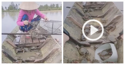 Video: Đã mắt với cảnh bắt cua biển