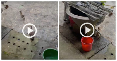 Video: Vịt đuổi cún con ‘cúp đuôi’ tháo chạy