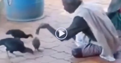 Video: Ông lão dùng tay không bắt gà ‘bách phát bách trúng’