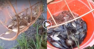 Video: Cô gái trúng đậm khi thăm bẫy cá