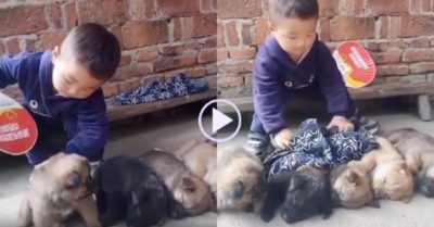 Clip: Trời nóng, bé ngồi vỗ về rồi quạt cho đàn cún ngủ