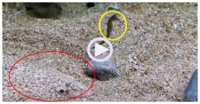 Video: Cá ngựa hoảng hồn trước màn ngụy trang săn mồi của cá bơn
