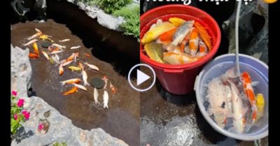 Clip: Đàn cá Koi bạc tỷ nằm phơi nắng  vì cô chủ đãng trí