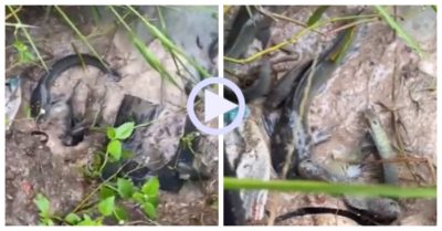 Video: Cá chen chúc lên bờ sau mưa lớn