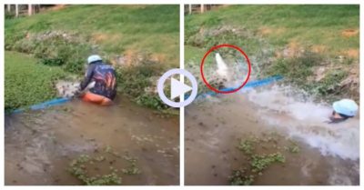 Video: Người đàn ông lội ao vớt bèo bị cá ‘khủng’ tung cước quật ngã