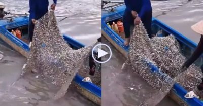Video: Ngư dân kéo mẻ lưới chi chít cá