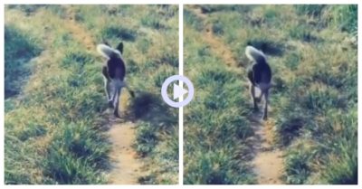 Clip: Chó cưng chạy đi chơi kiểu ‘gót chạm mông’