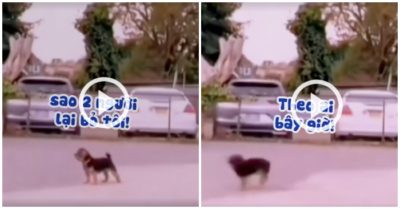 Clip: Chó cưng xoay vòng vì chủ mỗi người một ngả