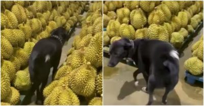 Clip: Chó cưng cầu cứu Ét-o-ét khi bị sầu riêng bao vây