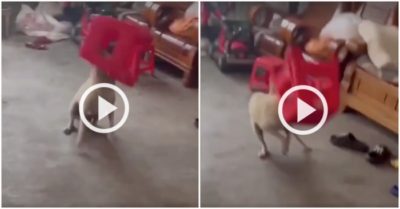 Clip: Chó cưng hú vía vì bị ghế “theo đuổi”