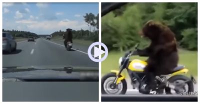 Video: Gấu lái môtô điêu luyện ‘thách thức’ người đẹp