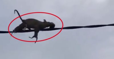 Video: Chuột mẹ vất vả cõng đàn con chạy trên dây điện