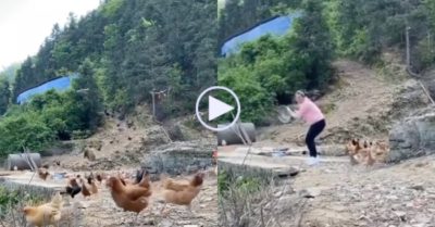 Video: Cô gái gõ nồi gọi đàn gà về ăn