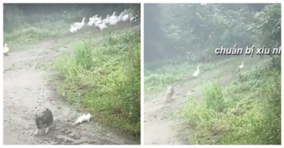 Video: Vịt thi nhau giả chết khi bị cún cưng chặn đường