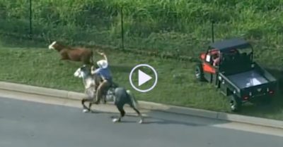 Video: Cao bồi rượt đuổi bò đi lạc trên đường cao tốc