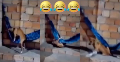 Video: Đang thiu thiu ngủ trên võng, chú chó bị trượt chân ngã lăn quay