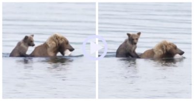 Video: Gấu con cưỡi trên lưng theo mẹ bắt cá