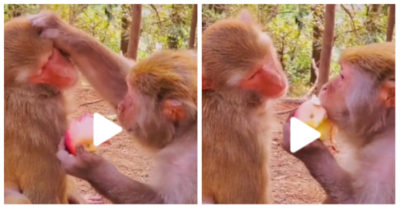 Clip: Con khỉ thòm thèm khi bạn bắt nhìn ăn