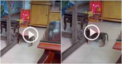 Clip: Cún con còng lưng lau bàn ghế