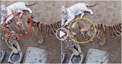 Clip: Cún cưng mê làm ‘chị đại’ vì được hổ cưng chiều