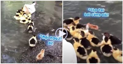 Clip: Gà con hăng hái lao xuống ao bơi cùng đám vịt