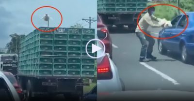Video: Gà mái đen đủi khi ‘vượt ngục’