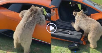 Clip: Giận chủ, gấu bẻ rụng cánh cửa siêu xe tiền tỷ