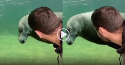 Clip: Hải cẩu suýt vẹo cổ vì mãi ngắm du khách