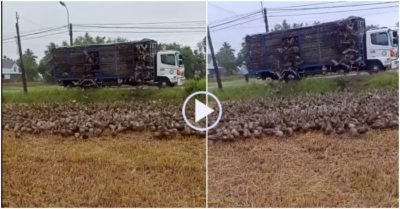 Clip: Vừa xuống xe, hàng trăm con vịt lao vào kiếm mồi