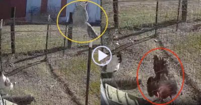 Video: Gà trống mổ diều hâu giải cứu gà mái