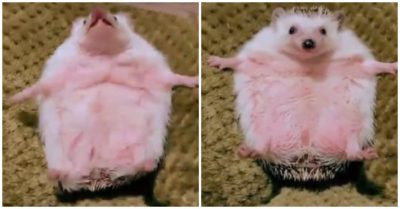 Video dễ thương: Phản ứng của nhím con tham ăn khi thấy món yêu thích