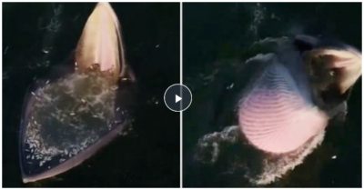 Video: Cá voi đặt bẫy kiếm ăn phiên bản ‘há miệng chờ sung’