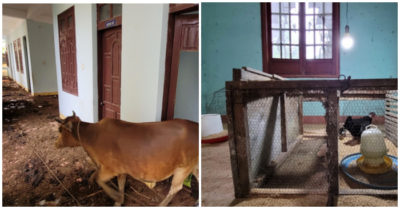 Quảng Ngãi: Trụ sở huyện tiền trăm tỷ thành nơi… nhốt bò, nuôi gà, trồng chuối