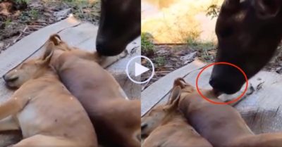 Video: Hai chú chó đang ngủ hú hồn khi thấy trâu