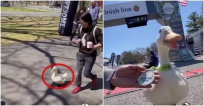 Clip: Cô vịt tự tin sải bước trên đường đua marathon